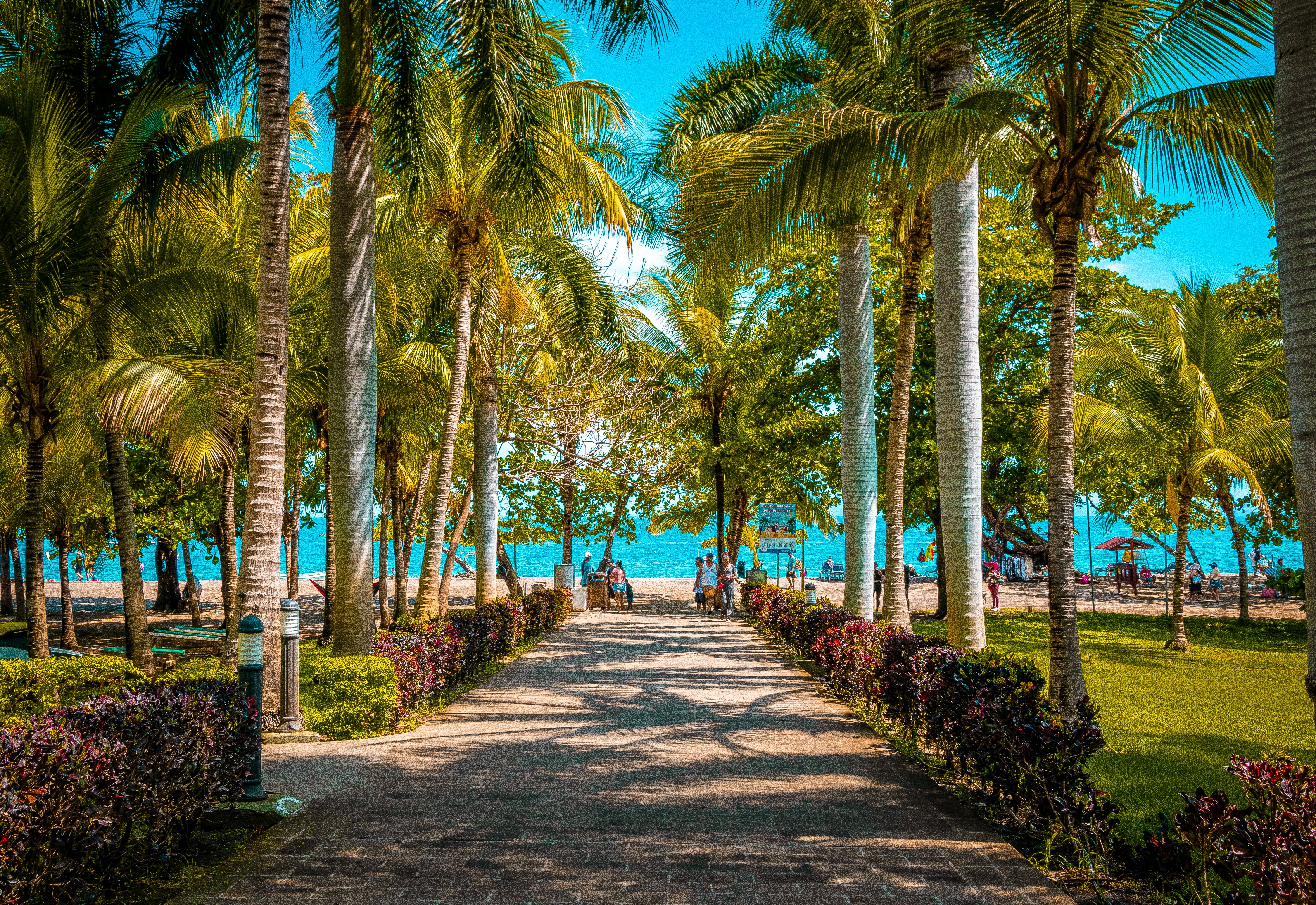 A pathway lined up with palm trees leading to the beach