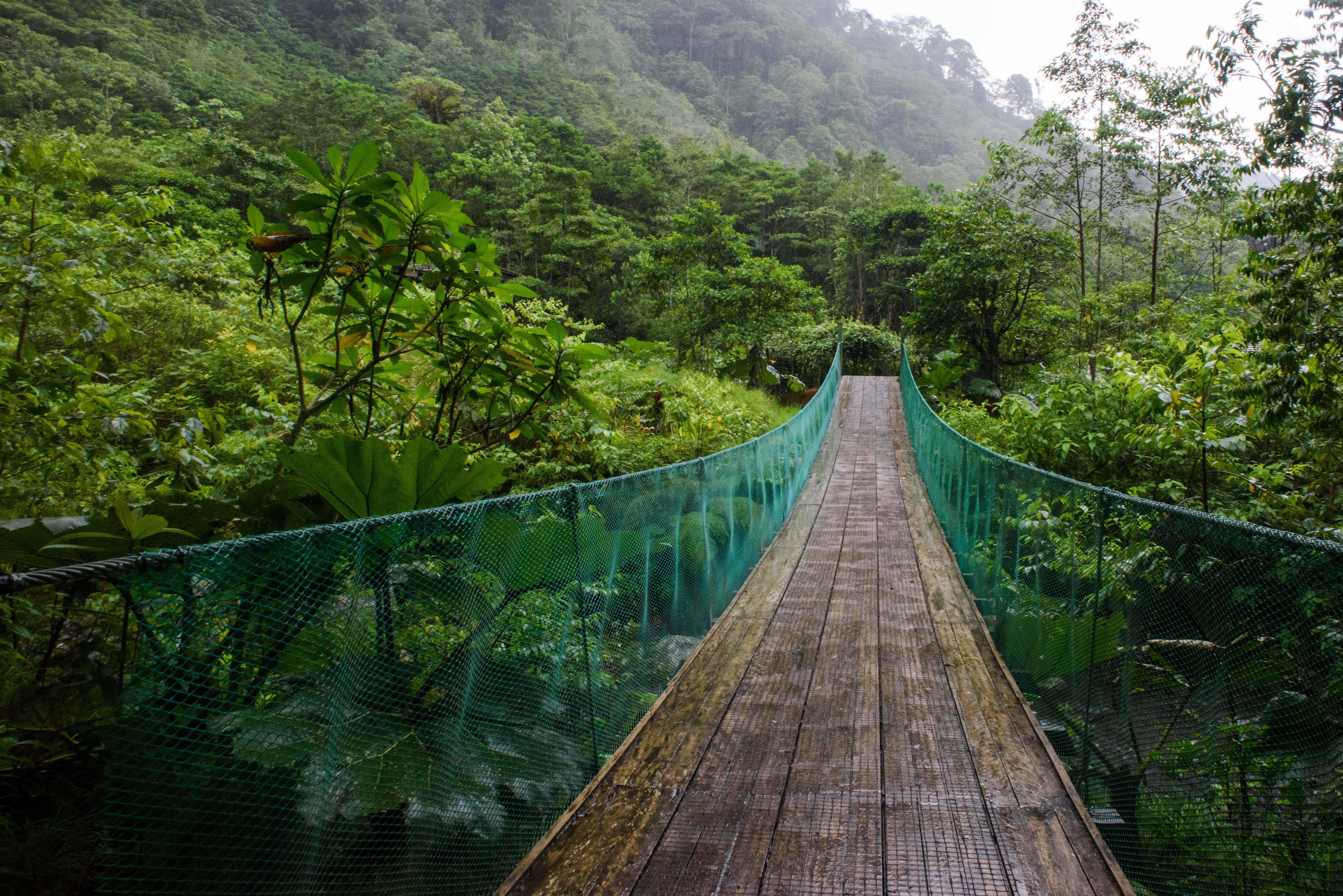 Suspension bridge in the rain forest cloud forest jungle.